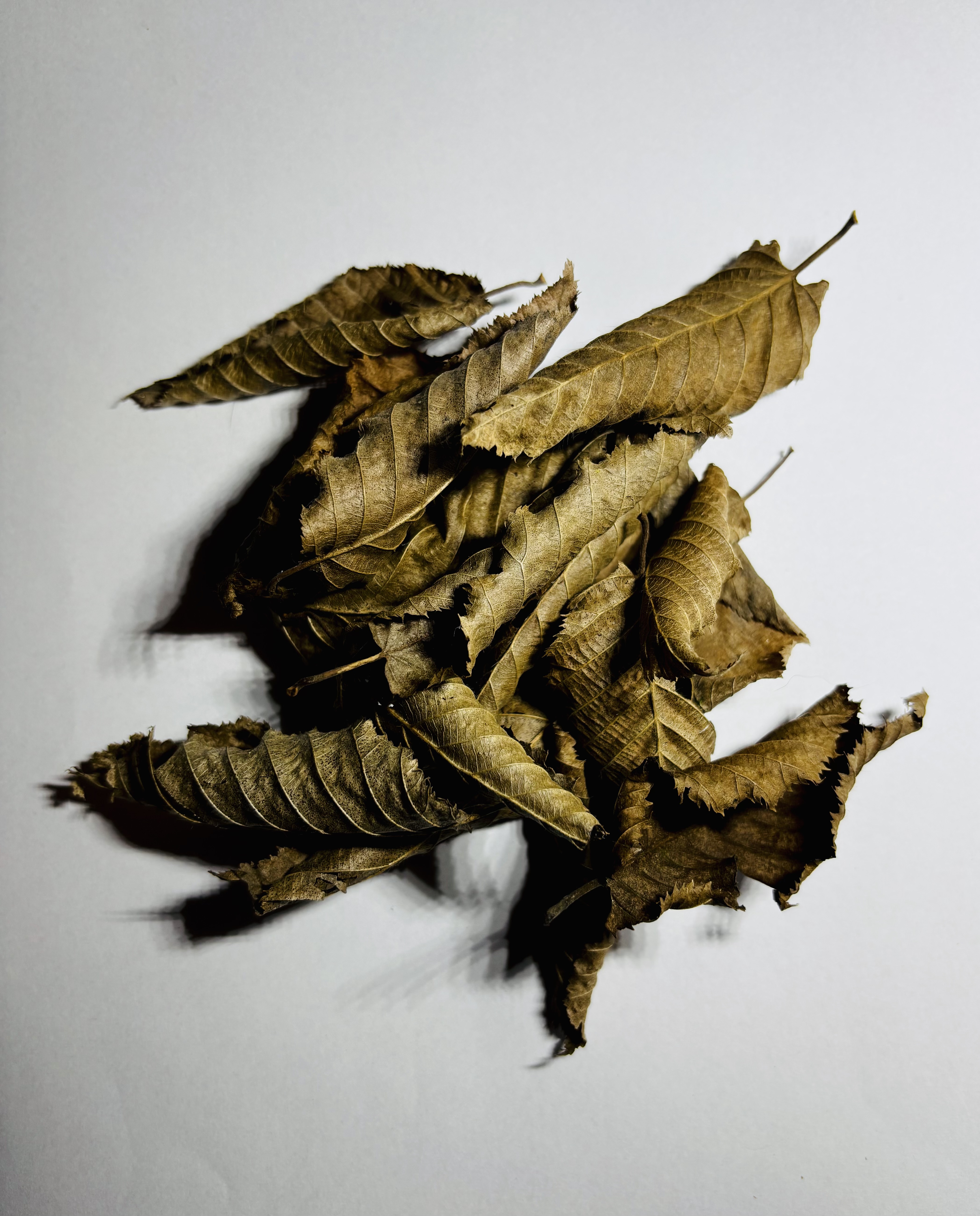 Natürliches Laub für Aquarien